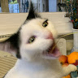 Meet your Posher, Clara